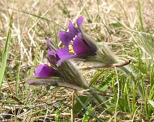 Pulsatilla vulgaris (Ranunculaceae)  - Pulsatille commune, Anémone pulsatille - Pasqueflower Aisne [France] 08/04/2006 - 170m