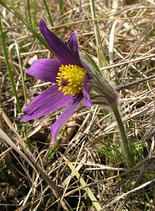 Pulsatilla vulgaris (Ranunculaceae)  - Pulsatille commune, Anémone pulsatille - Pasqueflower Aisne [France] 08/04/2006 - 170m