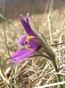 Pulsatilla vulgaris (Ranunculaceae)  - Pulsatille commune, Anémone pulsatille - Pasqueflower Aisne [France] 08/04/2006 - 170m