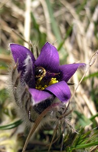 Pulsatilla vulgaris (Ranunculaceae)  - Pulsatille commune, Anémone pulsatille - Pasqueflower Aisne [France] 08/04/2006 - 170m