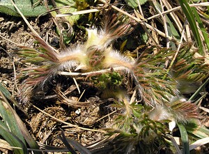 Pulsatilla vulgaris (Ranunculaceae)  - Pulsatille commune, Anémone pulsatille - Pasqueflower Aisne [France] 08/04/2006 - 170m