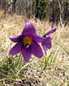 Pulsatilla vulgaris (Ranunculaceae)  - Pulsatille commune, Anémone pulsatille - Pasqueflower Marne [France] 08/04/2006 - 180m