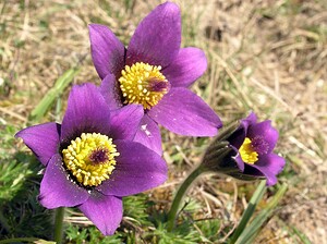 Pulsatilla vulgaris (Ranunculaceae)  - Pulsatille commune, Anémone pulsatille - Pasqueflower Marne [France] 08/04/2006 - 180m