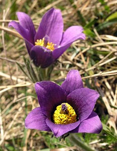 Pulsatilla vulgaris (Ranunculaceae)  - Pulsatille commune, Anémone pulsatille - Pasqueflower Marne [France] 08/04/2006 - 180m