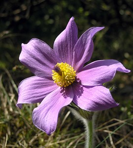 Pulsatilla x bogenhardiana (Ranunculaceae)  - Pulsatille de Bogenhard, Anémone de Bogenhard Herault [France] 20/04/2006 - 750m