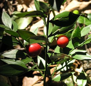 Ruscus aculeatus (Asparagaceae)  - Fragon, Petit houx - Butcher's-broom Gard [France] 17/04/2006 - 470m