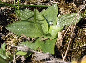 Spiranthes spiralis (Orchidaceae)  - Spiranthe d'automne, Spiranthe spiralée - Autumn Lady's-tresses Gard [France] 18/04/2006 - 70m