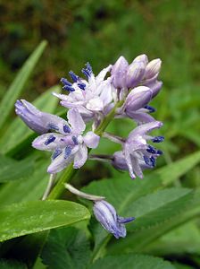 Tractema lilio-hyacinthus (Asparagaceae)  - Scille lis-jacinthe Aude [France] 23/04/2006 - 900m