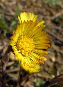 Tussilago farfara (Asteraceae)  - Tussilage pas-d'âne, Tussilage, Pas-d'âne, Herbe de Saint-Quirin - Colt's-foot Pas-de-Calais [France] 01/04/2006 - 60m