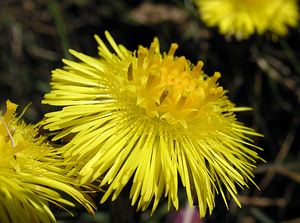 Tussilago farfara (Asteraceae)  - Tussilage pas-d'âne, Tussilage, Pas-d'âne, Herbe de Saint-Quirin - Colt's-foot Pas-de-Calais [France] 01/04/2006 - 90m