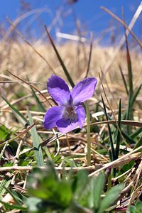 Viola hirta (Violaceae)  - Violette hérissée - Hairy Violet Pas-de-Calais [France] 01/04/2006 - 100m