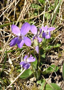 Viola hirta (Violaceae)  - Violette hérissée - Hairy Violet Pas-de-Calais [France] 01/04/2006 - 100m