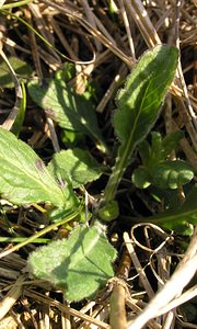 Viola hirta (Violaceae)  - Violette hérissée - Hairy Violet Aisne [France] 08/04/2006 - 140m