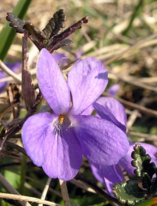 Viola hirta (Violaceae)  - Violette hérissée - Hairy Violet Aisne [France] 08/04/2006 - 140m