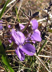 Viola hirta (Violaceae)  - Violette hérissée - Hairy Violet Aisne [France] 08/04/2006 - 140m