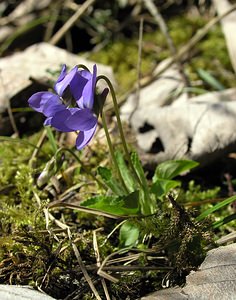 Viola hirta (Violaceae)  - Violette hérissée - Hairy Violet Marne [France] 08/04/2006 - 180m