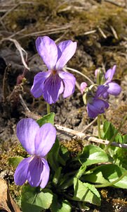 Viola hirta (Violaceae)  - Violette hérissée - Hairy Violet Marne [France] 08/04/2006 - 170m