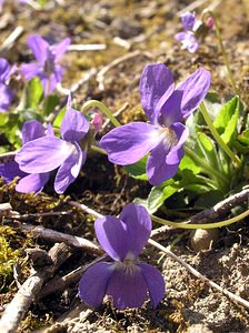 Viola hirta (Violaceae)  - Violette hérissée - Hairy Violet Marne [France] 08/04/2006 - 170m