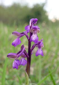 Anacamptis morio (Orchidaceae)  - Anacamptide bouffon, Orchis bouffon Philippeville [Belgique] 06/05/2006 - 230m