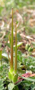 Erodium cicutarium (Geraniaceae)  - Érodium à feuilles de ciguë, Bec-de-grue - Common Stork's-bill Philippeville [Belgique] 06/05/2006 - 270m