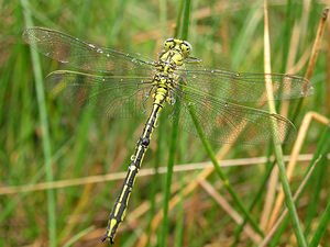 Gomphus pulchellus (Gomphidae)  - Gomphe joli - Western Club-tailed Dragonfly Aisne [France] 26/05/2006 - 110m