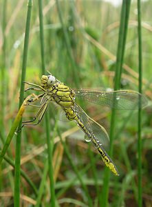 Gomphus pulchellus (Gomphidae)  - Gomphe joli - Western Club-tailed Dragonfly Aisne [France] 26/05/2006 - 110m