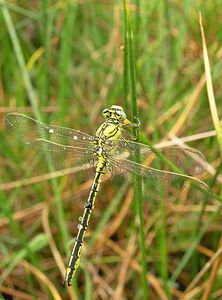 Gomphus pulchellus (Gomphidae)  - Gomphe joli - Western Club-tailed Dragonfly Aisne [France] 26/05/2006 - 110m