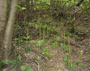 Neottia ovata (Orchidaceae)  - Néottie ovale, Grande Listère, Double-feuille, Listère à feuilles ovales, Listère ovale - Common Twayblade Pas-de-Calais [France] 14/05/2006 - 60m