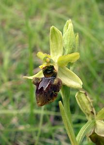 Ophrys aranifera (Orchidaceae)  - Ophrys araignée, Oiseau-coquet - Early Spider-orchid Aisne [France] 20/05/2006 - 150m