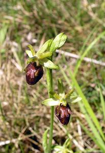 Ophrys aranifera (Orchidaceae)  - Ophrys araignée, Oiseau-coquet - Early Spider-orchid Aisne [France] 20/05/2006 - 140m