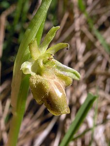 Ophrys aranifera (Orchidaceae)  - Ophrys araignée, Oiseau-coquet - Early Spider-orchid Aisne [France] 20/05/2006 - 140m