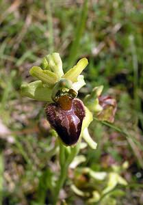 Ophrys aranifera (Orchidaceae)  - Ophrys araignée, Oiseau-coquet - Early Spider-orchid Aisne [France] 20/05/2006 - 140m