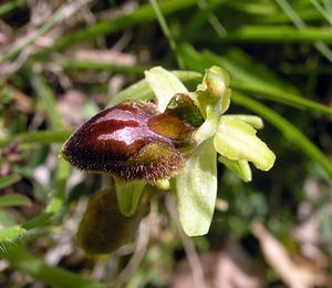 Ophrys aranifera (Orchidaceae)  - Ophrys araignée, Oiseau-coquet - Early Spider-orchid Aisne [France] 20/05/2006 - 140m