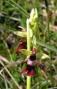 Ophrys insectifera (Orchidaceae)  - Ophrys mouche - Fly Orchid Aisne [France] 20/05/2006 - 180m