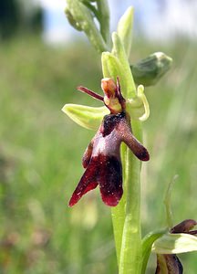 Ophrys insectifera (Orchidaceae)  - Ophrys mouche - Fly Orchid Aisne [France] 20/05/2006 - 180m