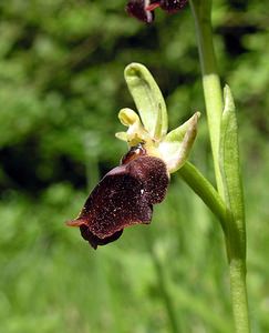 Ophrys x devenensis (Orchidaceae)  - Ophrys du DévonOphrys fuciflora x Ophrys insectifera. Aisne [France] 20/05/2006 - 170m