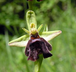 Ophrys x devenensis (Orchidaceae)  - Ophrys du DévonOphrys fuciflora x Ophrys insectifera. Aisne [France] 20/05/2006 - 170m