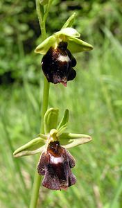 Ophrys x devenensis (Orchidaceae)  - Ophrys du DévonOphrys fuciflora x Ophrys insectifera. Aisne [France] 20/05/2006 - 170m