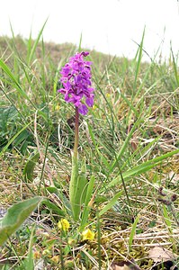 Orchis mascula (Orchidaceae)  - Orchis mâle - Early-purple Orchid Philippeville [Belgique] 06/05/2006 - 200m