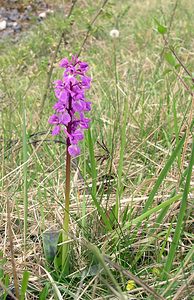 Orchis mascula (Orchidaceae)  - Orchis mâle - Early-purple Orchid Philippeville [Belgique] 06/05/2006 - 200m