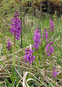 Orchis mascula (Orchidaceae)  - Orchis mâle - Early-purple Orchid Philippeville [Belgique] 06/05/2006 - 200m