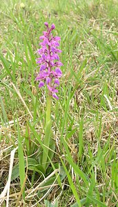 Orchis mascula (Orchidaceae)  - Orchis mâle - Early-purple Orchid Philippeville [Belgique] 06/05/2006 - 190m