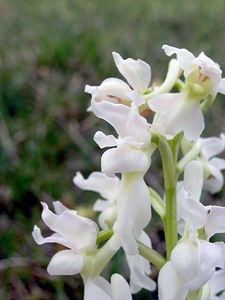 Orchis mascula (Orchidaceae)  - Orchis mâle - Early-purple Orchid Philippeville [Belgique] 06/05/2006 - 200m