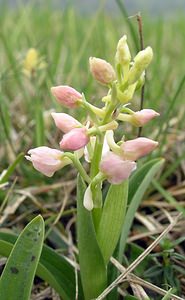 Orchis mascula (Orchidaceae)  - Orchis mâle - Early-purple Orchid Philippeville [Belgique] 06/05/2006 - 200m