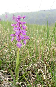 Orchis mascula (Orchidaceae)  - Orchis mâle - Early-purple Orchid Philippeville [Belgique] 06/05/2006 - 200m