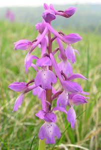 Orchis mascula (Orchidaceae)  - Orchis mâle - Early-purple Orchid Philippeville [Belgique] 06/05/2006 - 200m