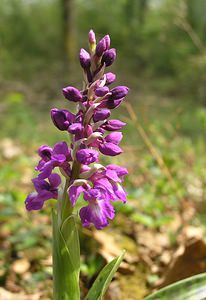 Orchis mascula (Orchidaceae)  - Orchis mâle - Early-purple Orchid Philippeville [Belgique] 06/05/2006 - 240m