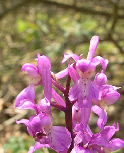 Orchis mascula (Orchidaceae)  - Orchis mâle - Early-purple Orchid Philippeville [Belgique] 06/05/2006 - 240m