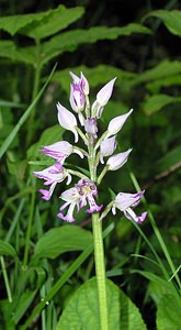 Orchis militaris (Orchidaceae)  - Orchis militaire, Casque militaire, Orchis casqué - Military Orchid Pas-de-Calais [France] 14/05/2006 - 60m