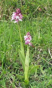 Orchis purpurea (Orchidaceae)  - Orchis pourpre, Grivollée, Orchis casque, Orchis brun - Lady Orchid Pas-de-Calais [France] 14/05/2006 - 60m